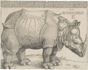 Nürmberg Dürer Rhinocerus